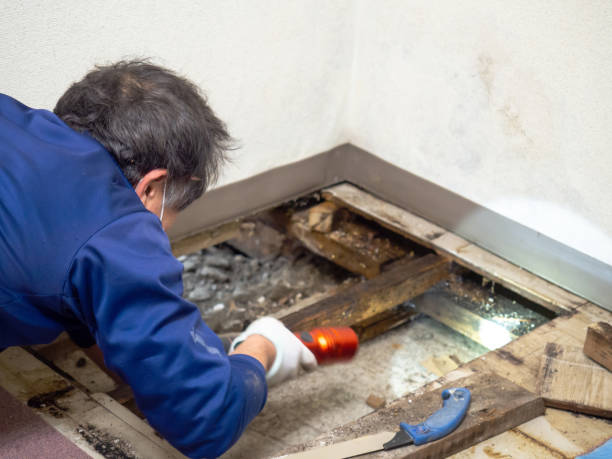 Best Same-Day Mold Removal  in Vley, AL