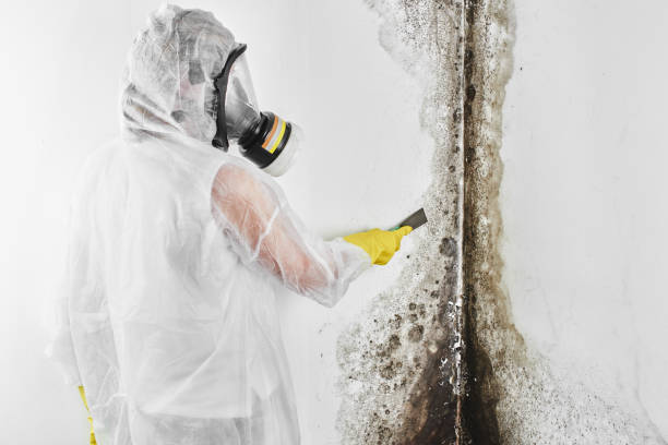 Best Professional Mold Removal  in Vley, AL