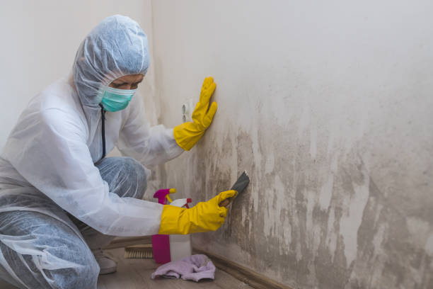Best Local Mold Removal Service  in Vley, AL