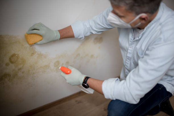 Best Mold Remediation  in Vley, AL