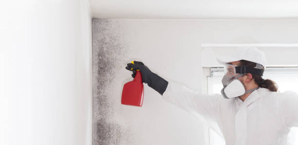 Attic Mold Removal in Valley, AL