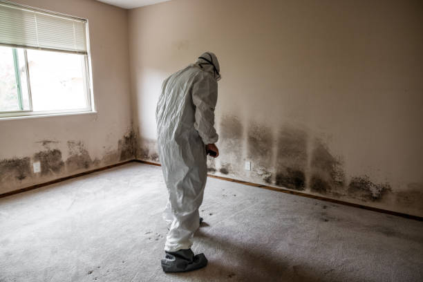Best Black Mold Removal  in Vley, AL