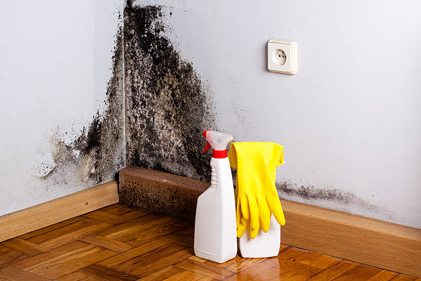 Best Mold Cleaning Services  in Vley, AL