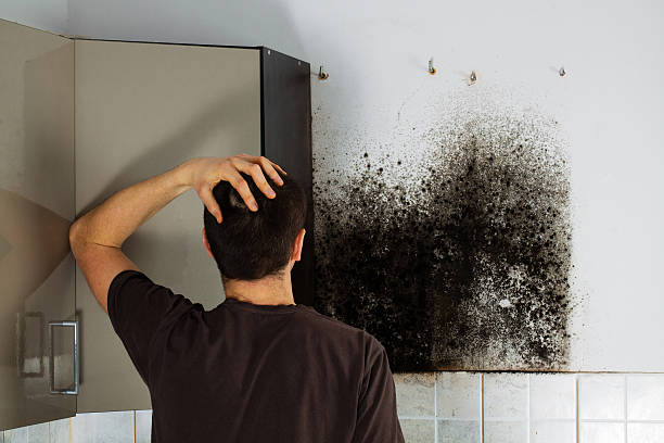 Best Black Mold Removal  in Vley, AL
