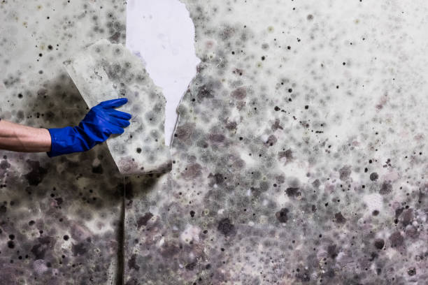 Best Certified Mold Removal  in Vley, AL