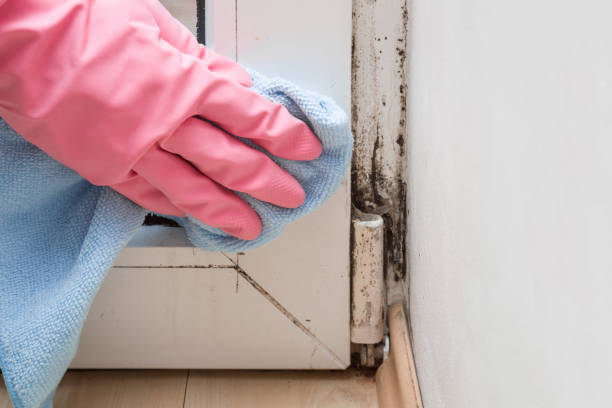 Best Crawl Space Mold Removal  in Vley, AL