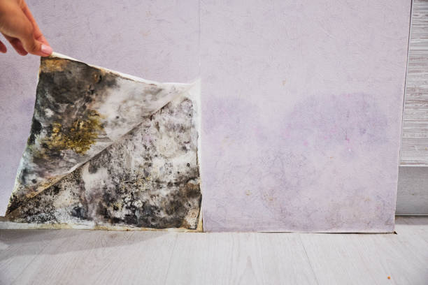 Best Mold Removal Company Near Me  in Vley, AL
